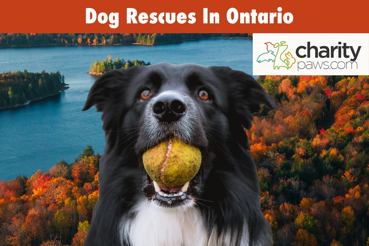 Dog Rescues In Ontario Canada