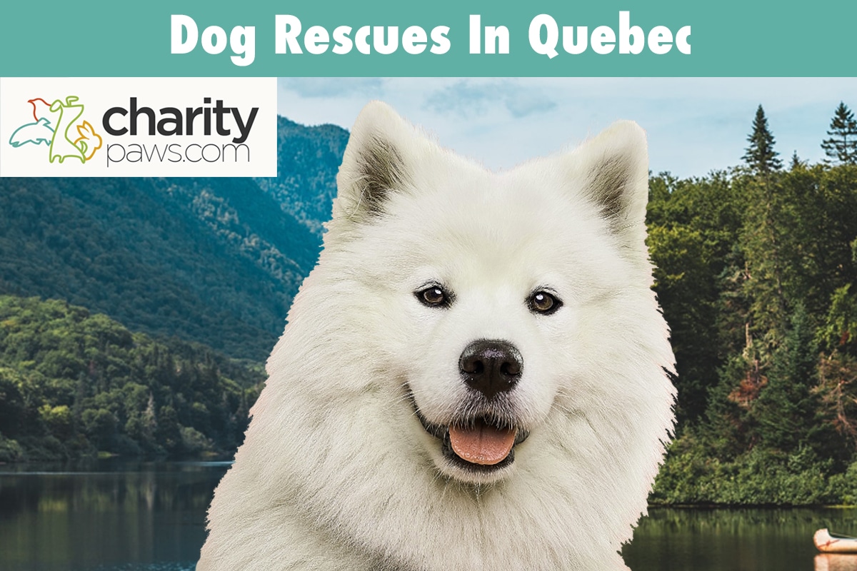 Dog Rescues In Quebec Canada