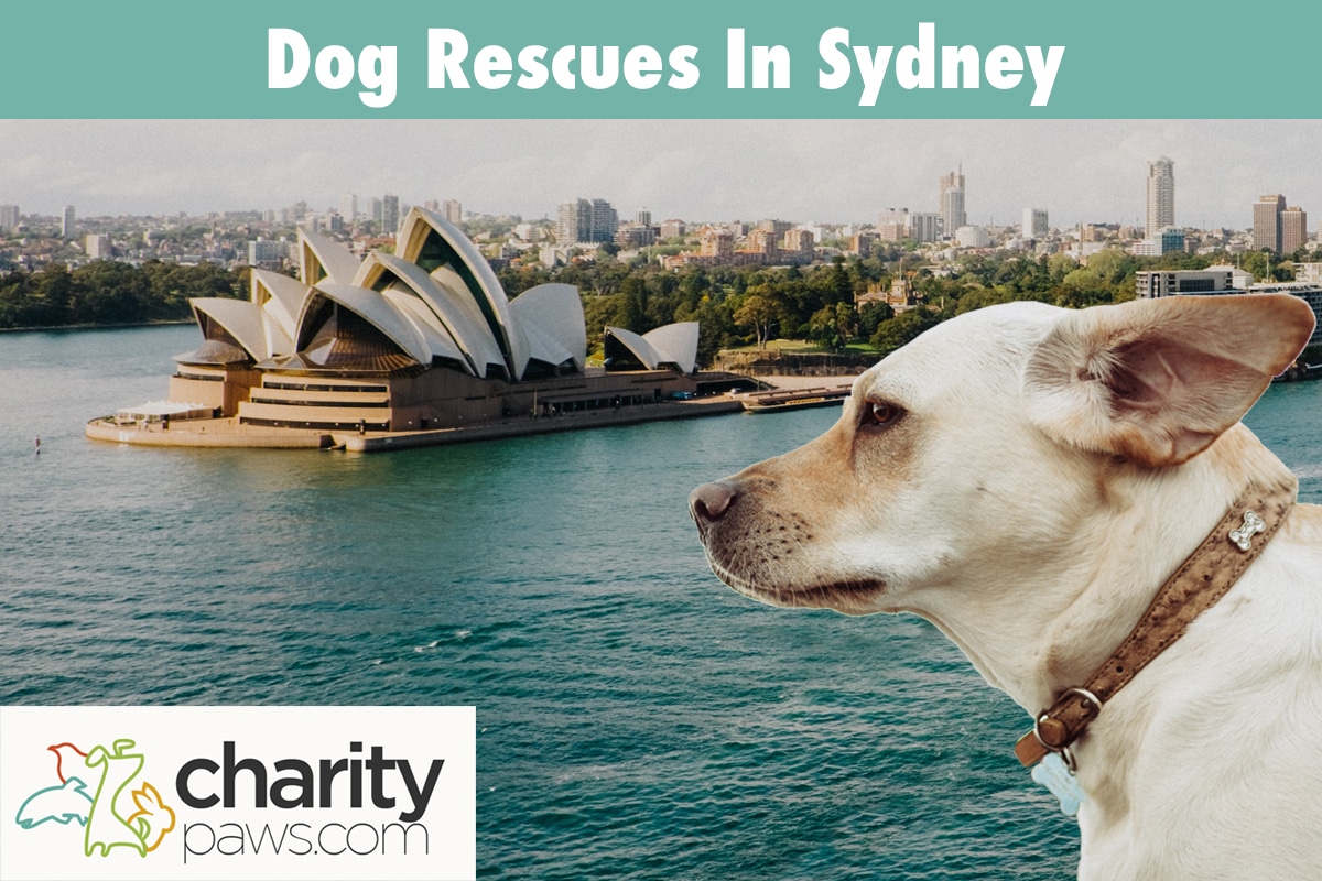Dog Rescues In Sydney Australia