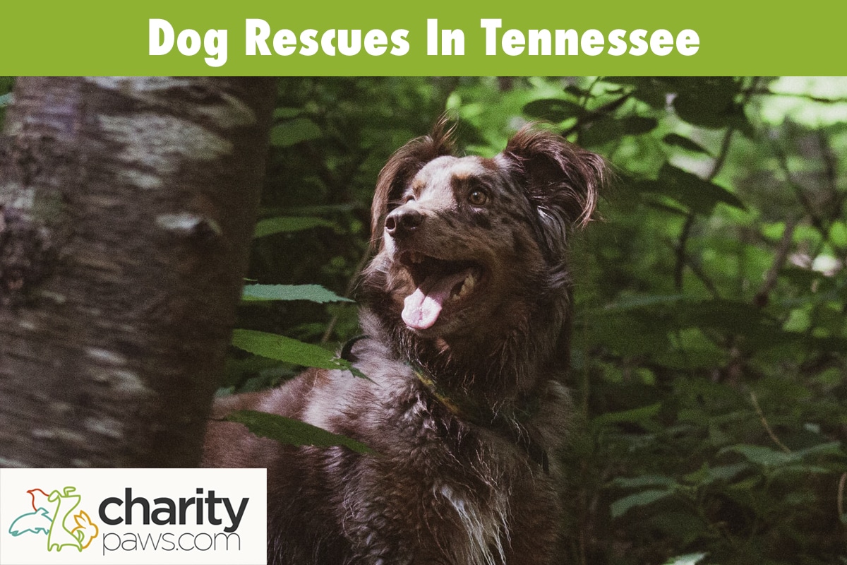 Dog Rescues In Tennessee