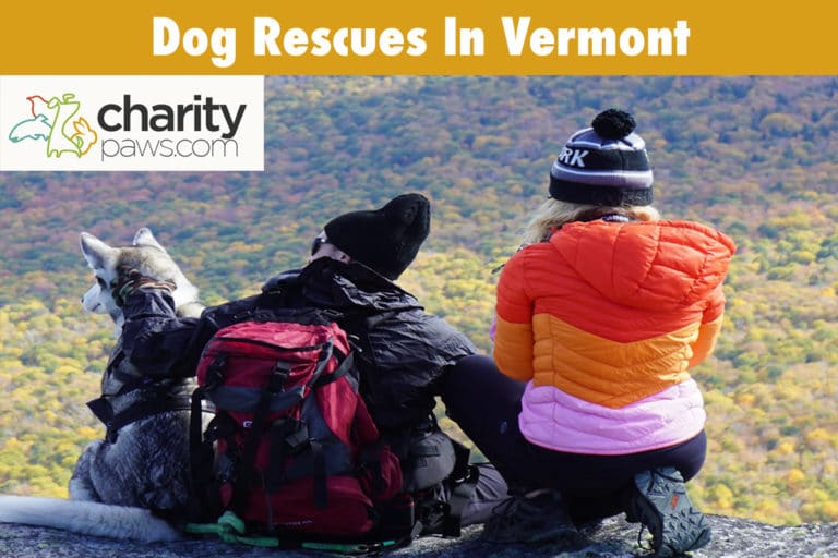 Dog Rescues In Vermont 11 Rescues You Can Adopt From