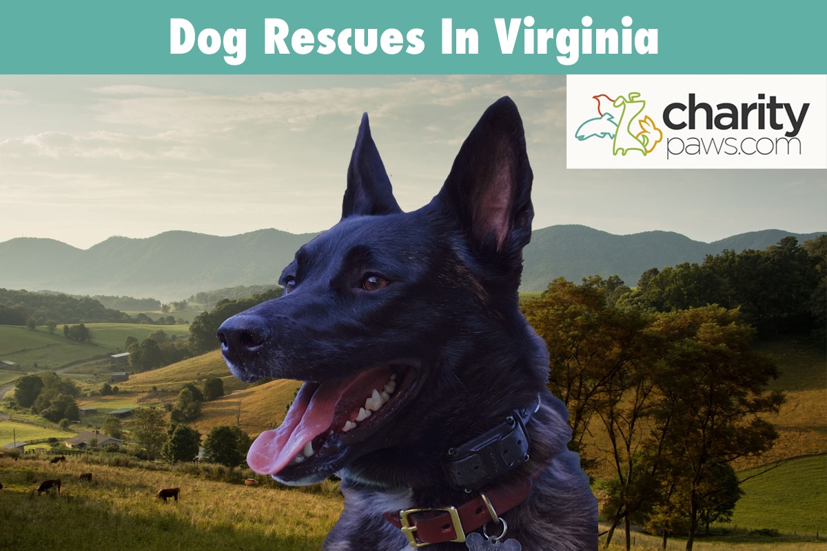 Dog Rescues In Virginia