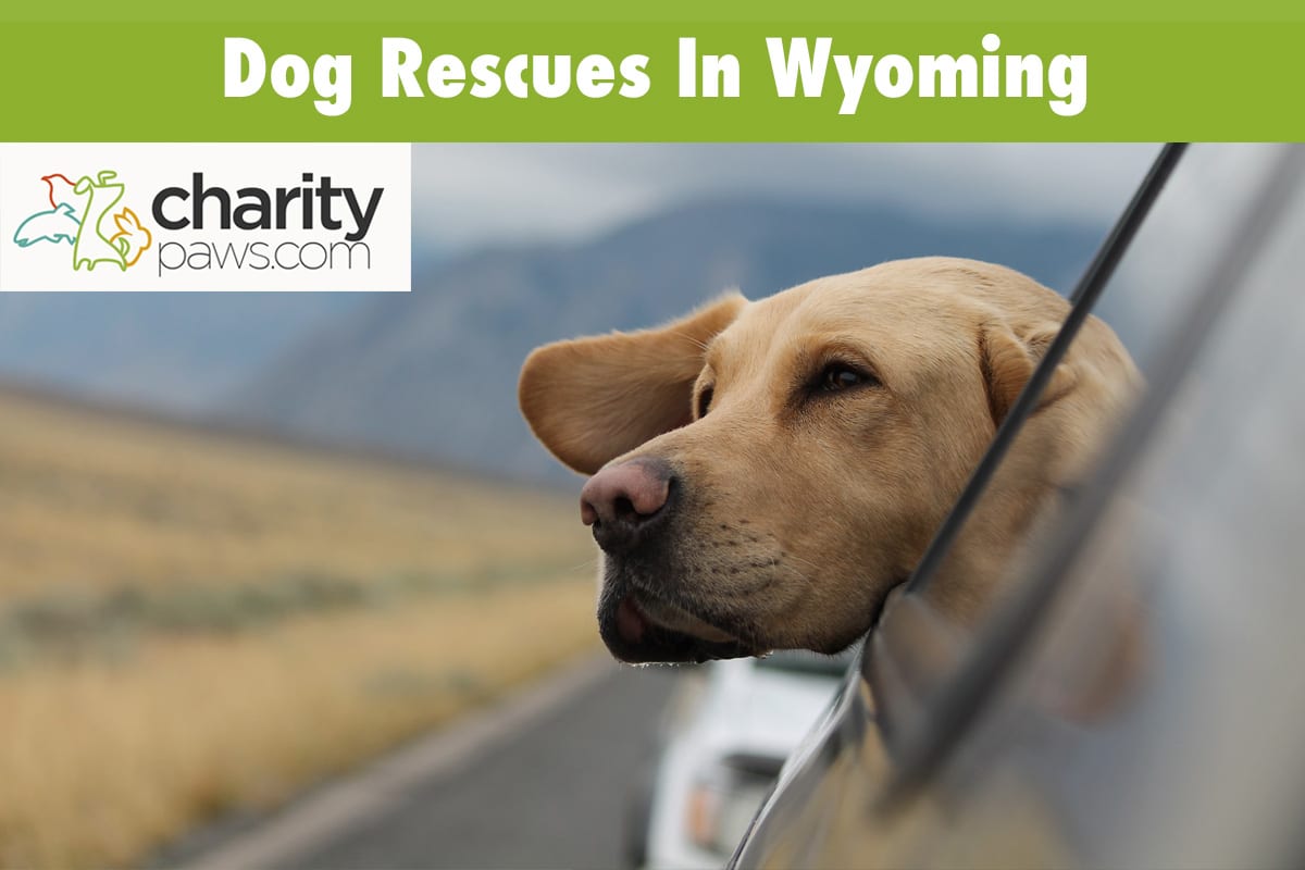Dog Rescues In Wyoming