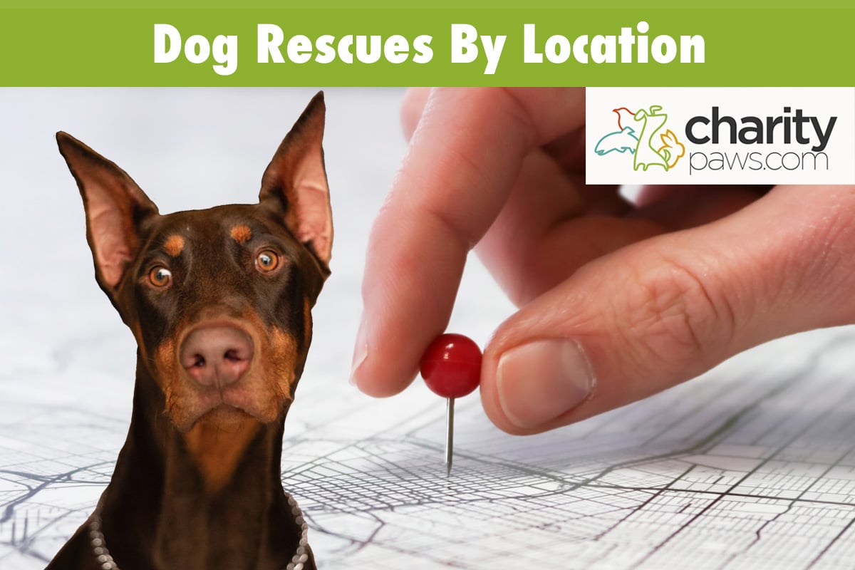Dog Rescues Listed By Location