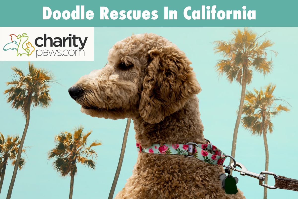 Doodle Rescues In California