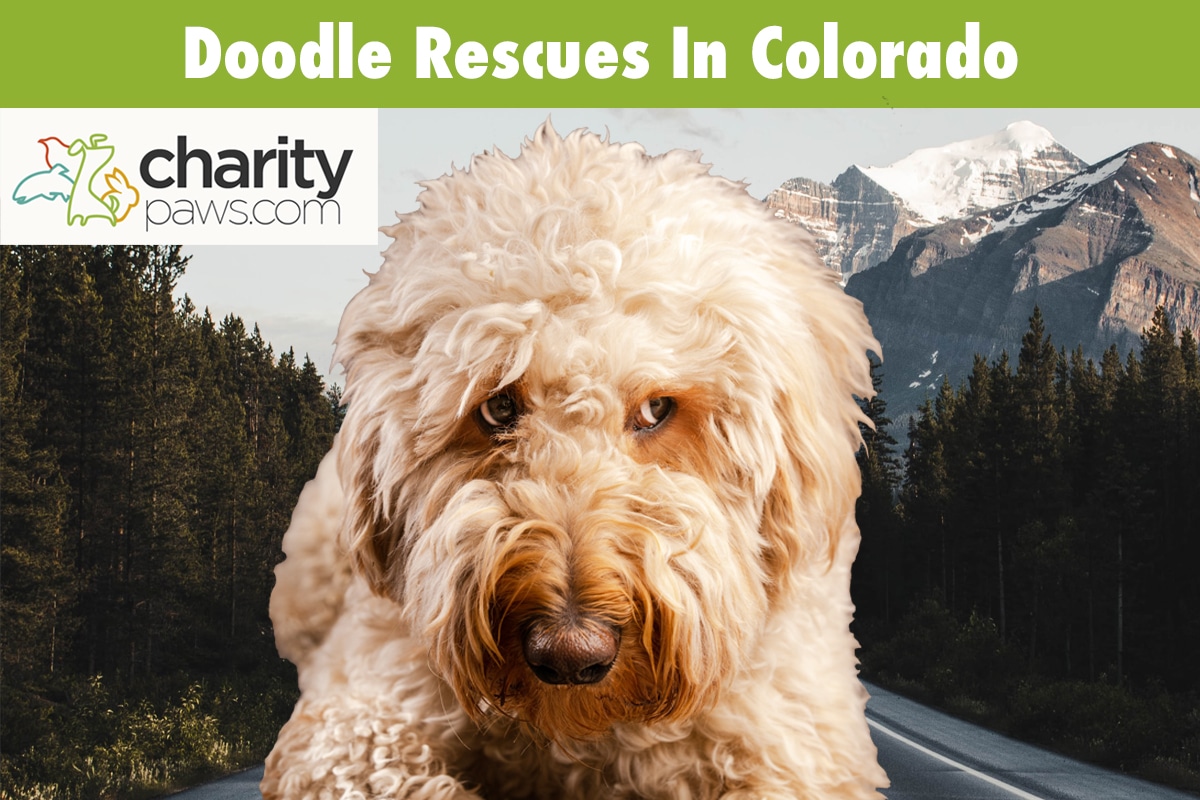 Doodle Rescues In Colorado