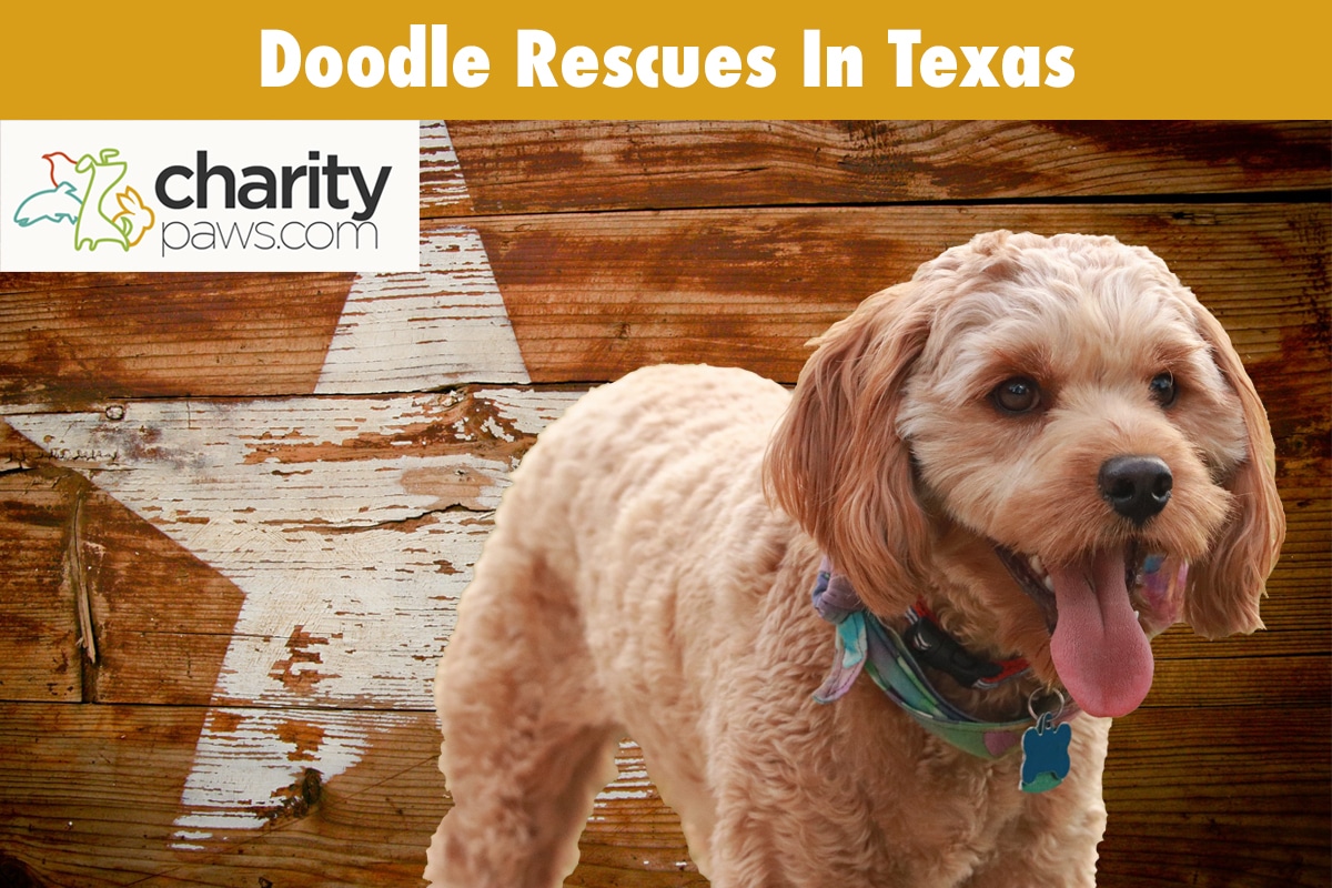 Doodle Rescues In Texas To Adopt A Doodle Dog From