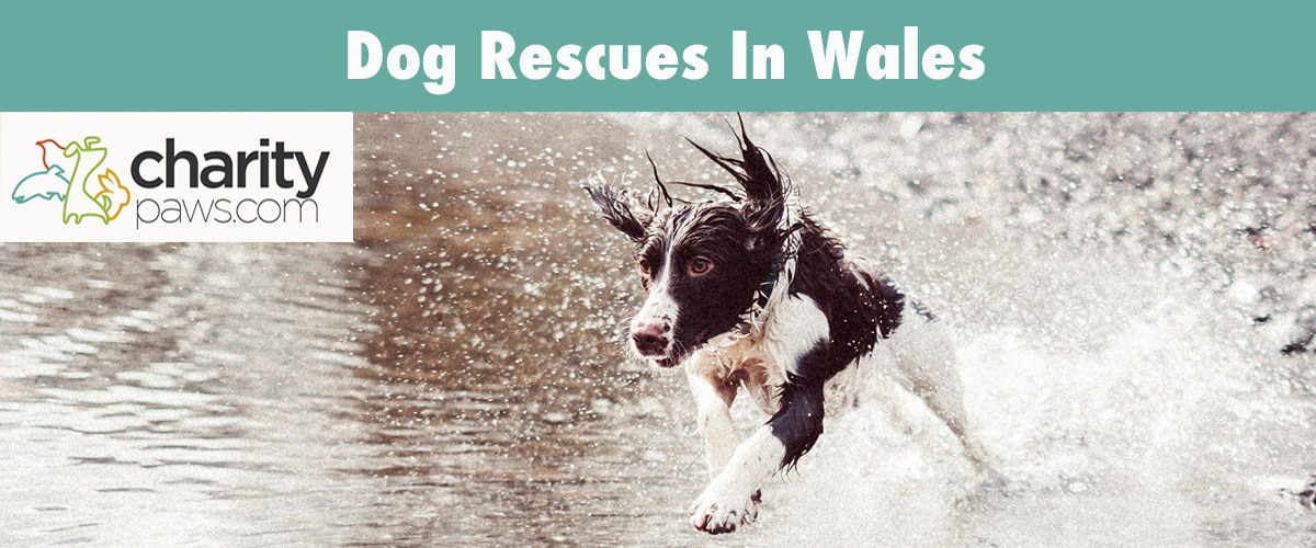 Find A Dog Rescue Centre In Wales UK To Adopt A Dog From