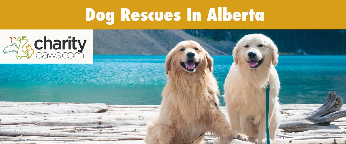 Dog Rescues In Alberta Top 11 Rescues To Adopt From