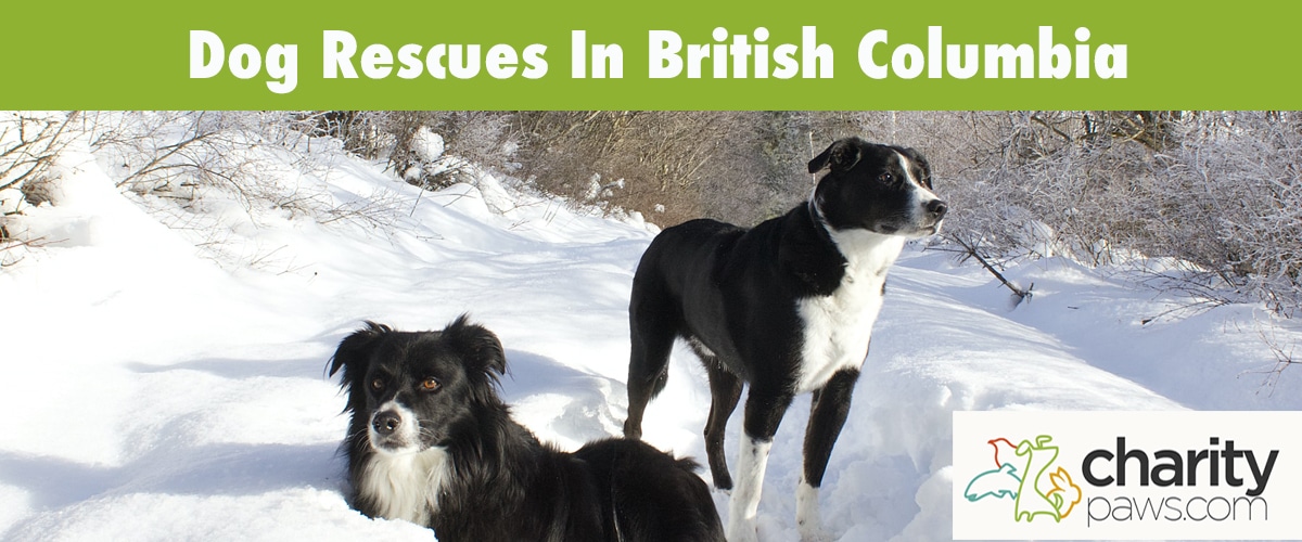 Find A Dog Rescue In British Columbia To Adopt A Dog From