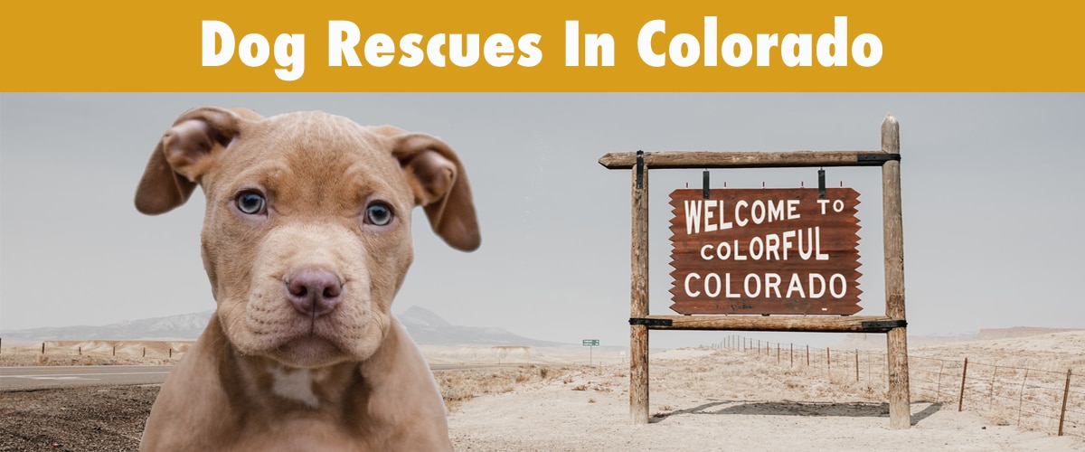 Find A Dog Rescue In Colorado To Adopt A Dog From