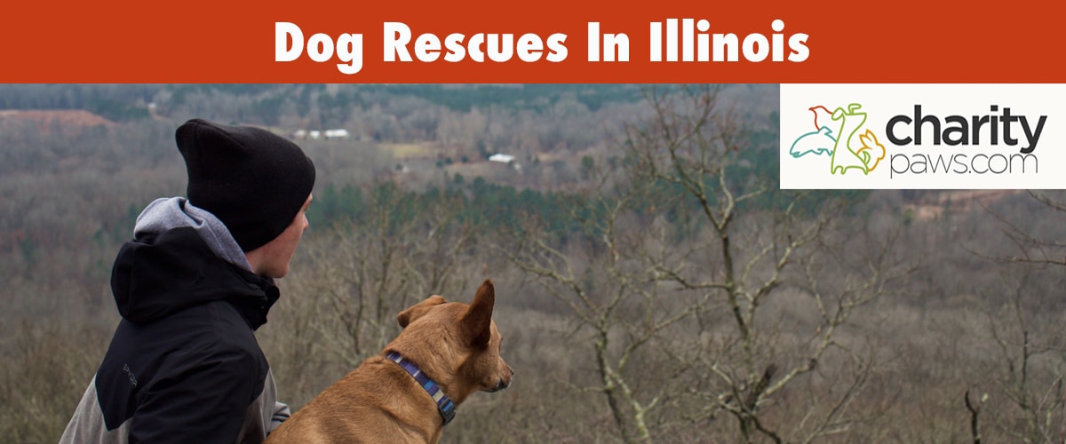 Find A Dog Rescue In Illinois To Adopt A Dog From