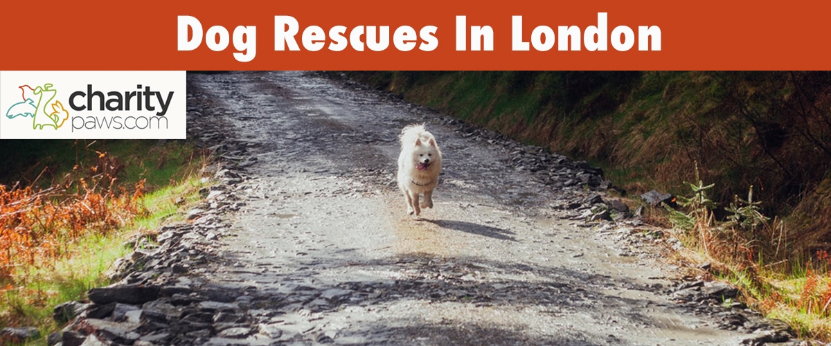 Find A Dog Rescue In London To Adopt Your Next Dog From