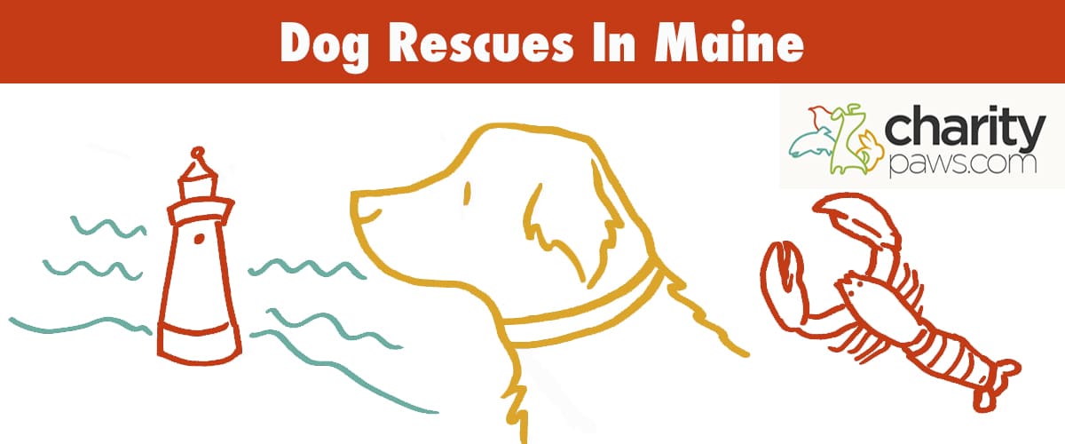 Find A Dog Rescue In Maine To Adopt A Dog From