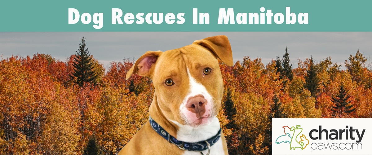 Find A Dog Rescue In Manitoba To Adopt From