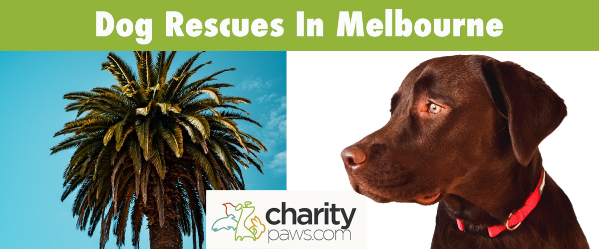 Find A Dog Rescue In Melbourne To Adopt Your Dog