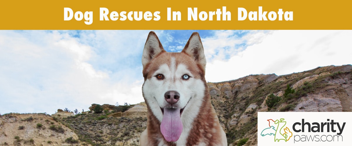 Find A Dog Rescue In North Dakota To Adopt A Dog From