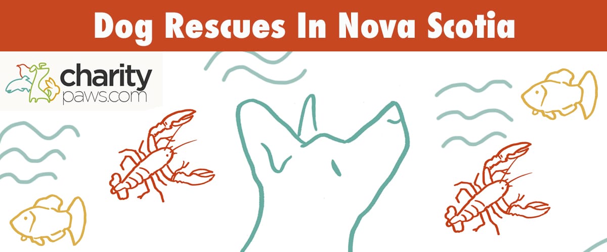 Find A Dog Rescue In Nova Scotia To Adopt Your Next Dog From