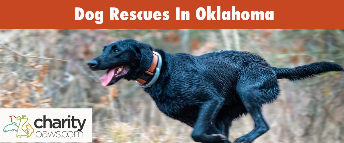 Find A Dog Rescue In Oklahoma To Adopt From