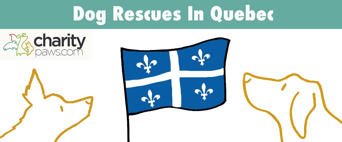 Find A Dog Rescue In Quebec To Adopt Your Next Dog From