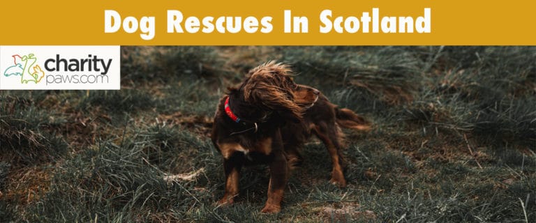 Dog Rescue Centres In Scotland | 10 Rescues To Adopt From