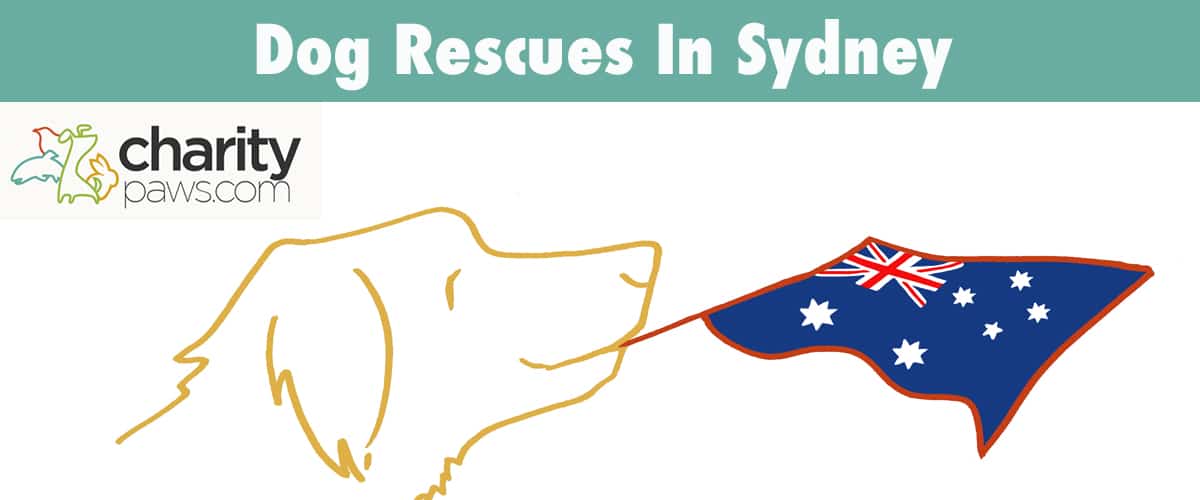 Find A Dog Rescue In Sydney Australia To Adopt From