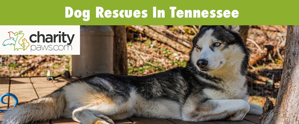 Find A Dog Rescue In Tennessee To Adopt A Dog From