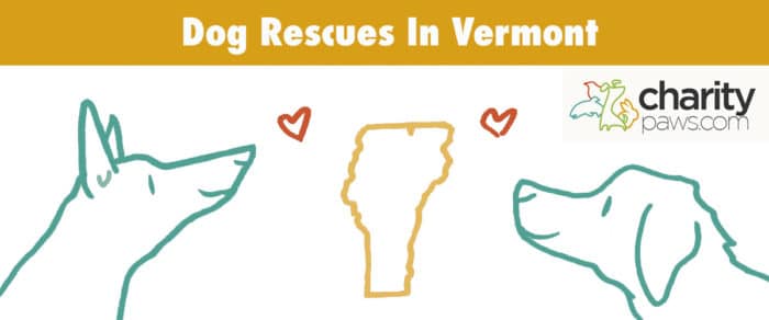 Vt Rescue Dog Rescues In Vermont | 11 Rescues You Can Adopt From