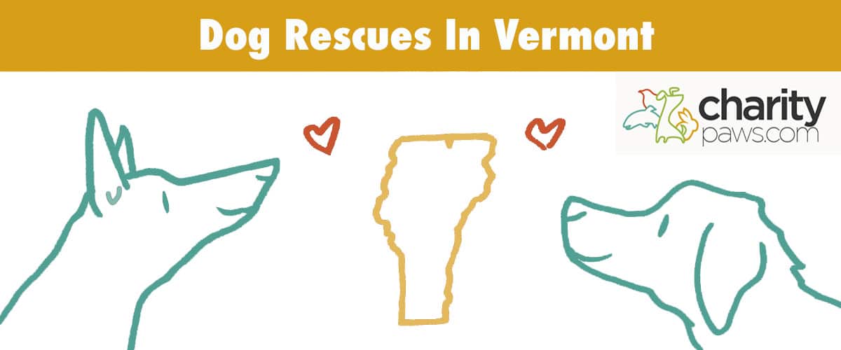 Find A Dog Rescue In Vermont To Adopt A Dog From