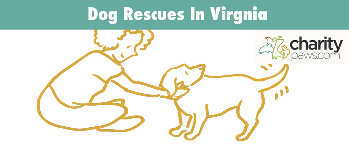 Find A Dog Rescue In Virginia To Adopt A Dog From