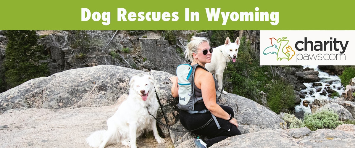 Find A Dog Rescue In Wyoming To Adopt A Dog From