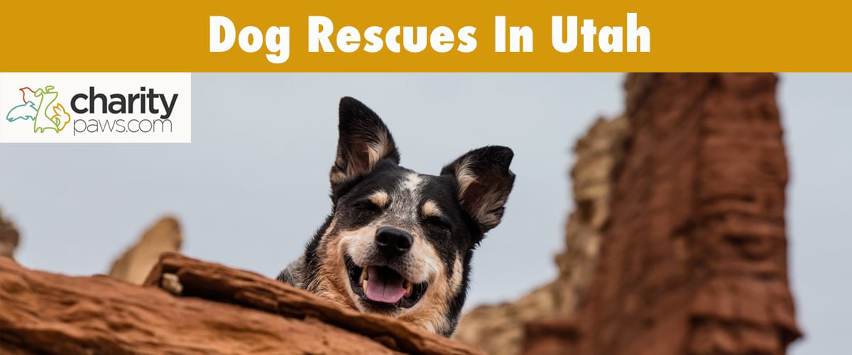 Find A Dog Rescue in Utah To Adopt A Dog From