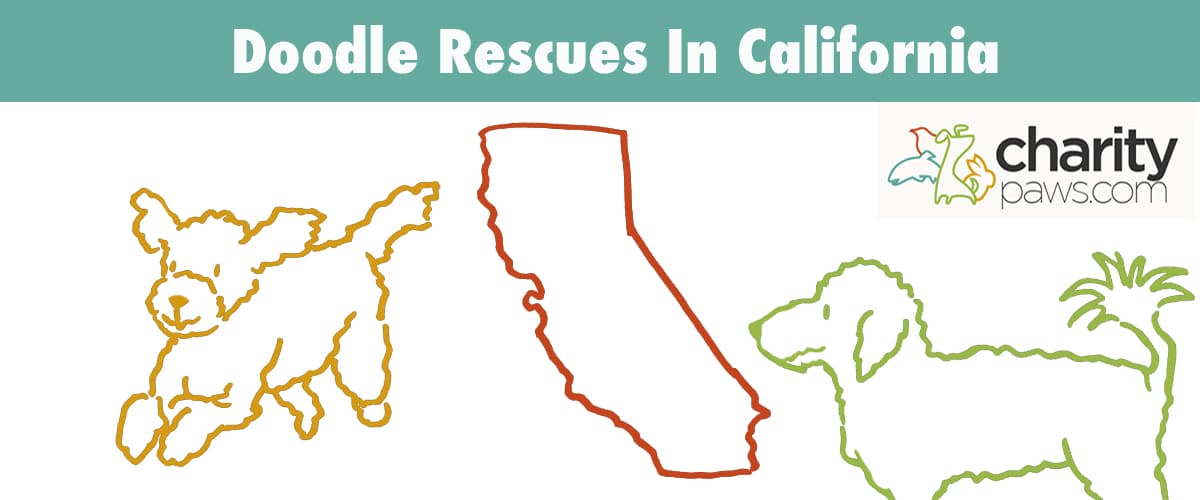 Find A Doodle Rescue In California To Adopt From