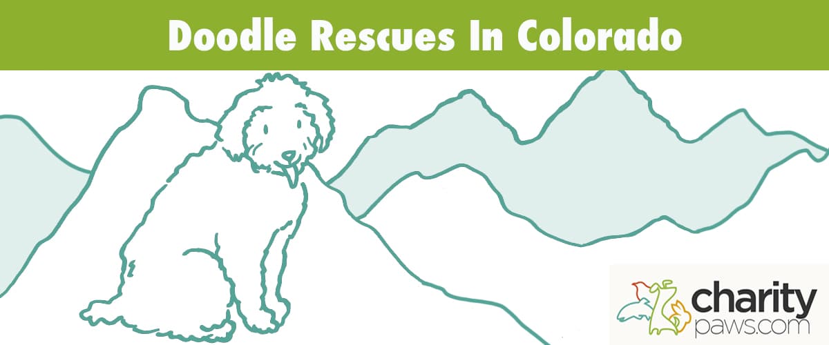 Find A Doodle Rescue In Colorado To Adopt From