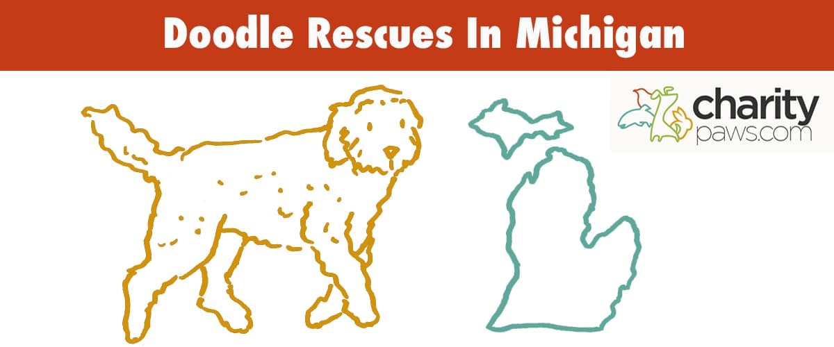 Find A Doodle Rescue In Michigan To Adopt Your Dog From