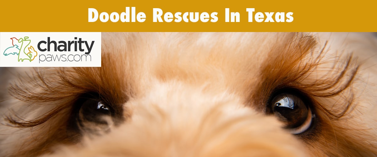 Find A Doodle Rescue In Texas To Adopt Your Next Doodle Dog From
