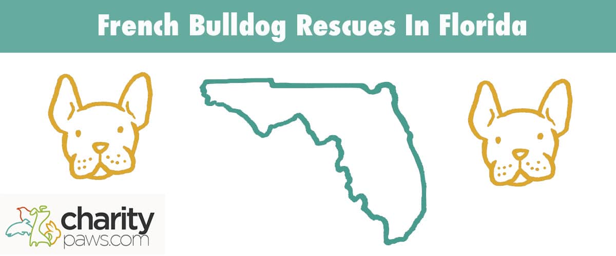 Find A French Bulldog Rescue In Florida To Adopt