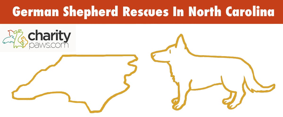 Find A German Shepherd Rescue In North Carolina To Adopt From