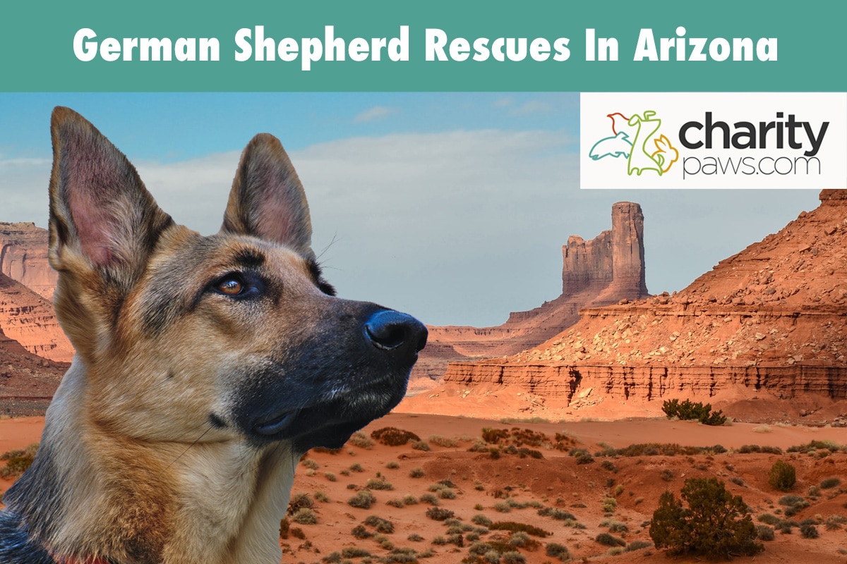 German Shepherd Rescues In Arizona