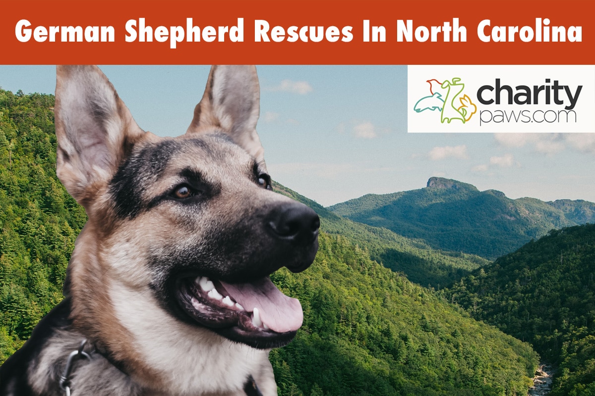 German Shepherd Rescues In North Carolina