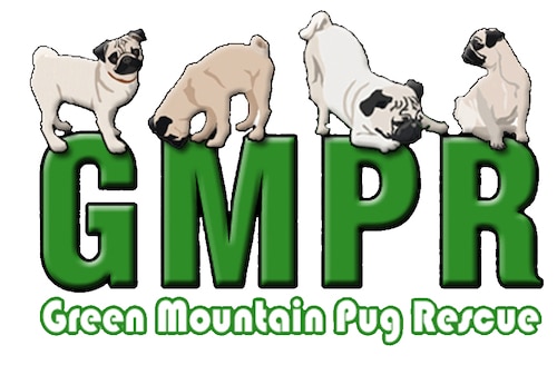 Green Mountain Pug Rescue In Vermont