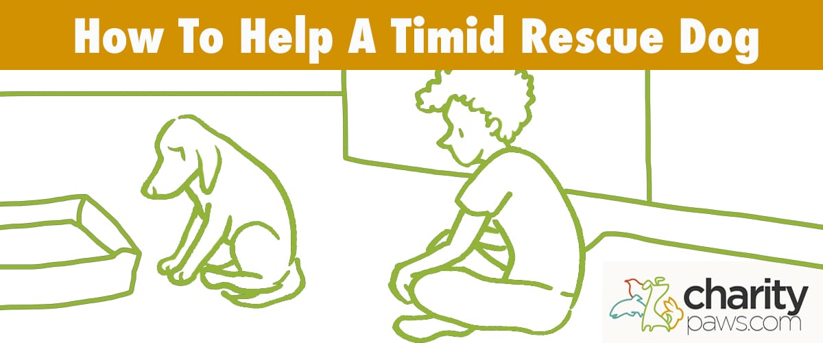 Help Your Timid Rescue Dog Feel At Home