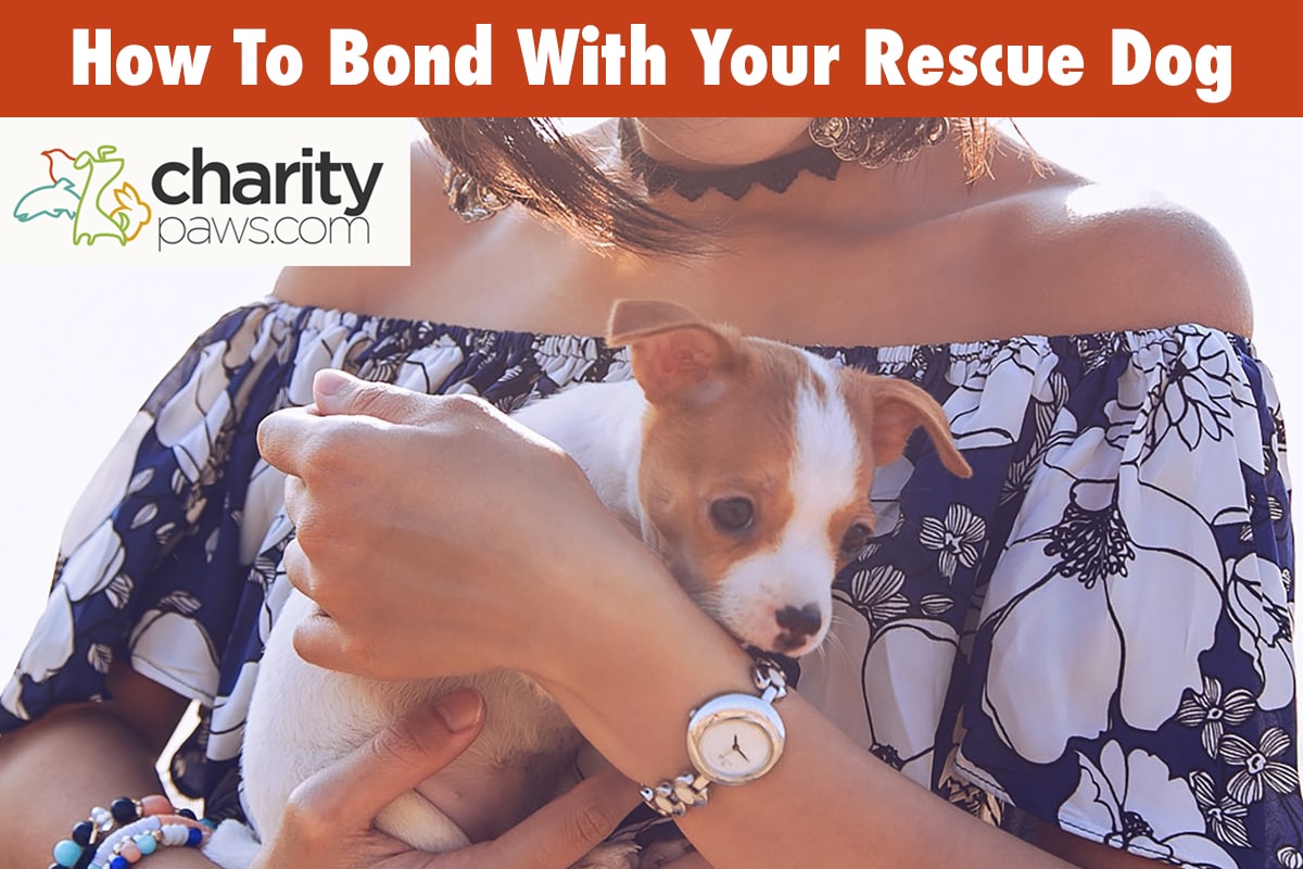 How To Bond With Your Rescue Dog