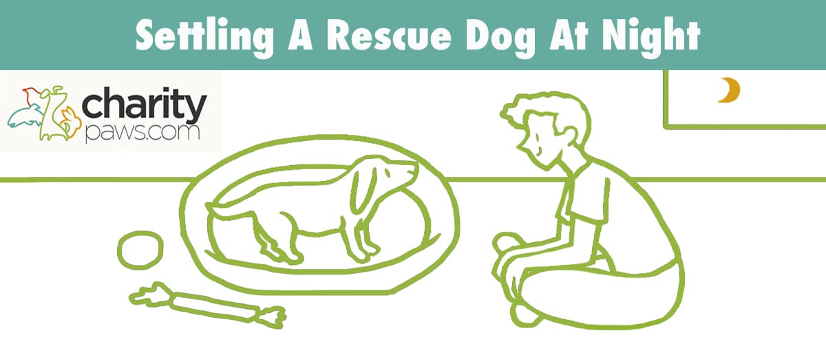 How To Get Your Rescue Dog To Settle At Night