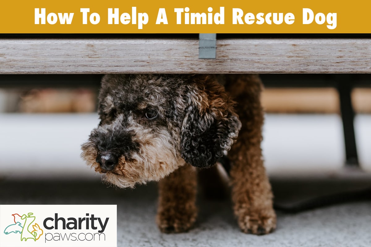 How To Help A Timid Rescue Dog