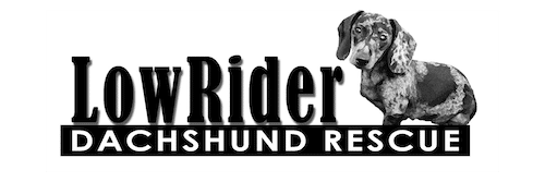 Low Rider Dachshund Rescue In Oklahoma