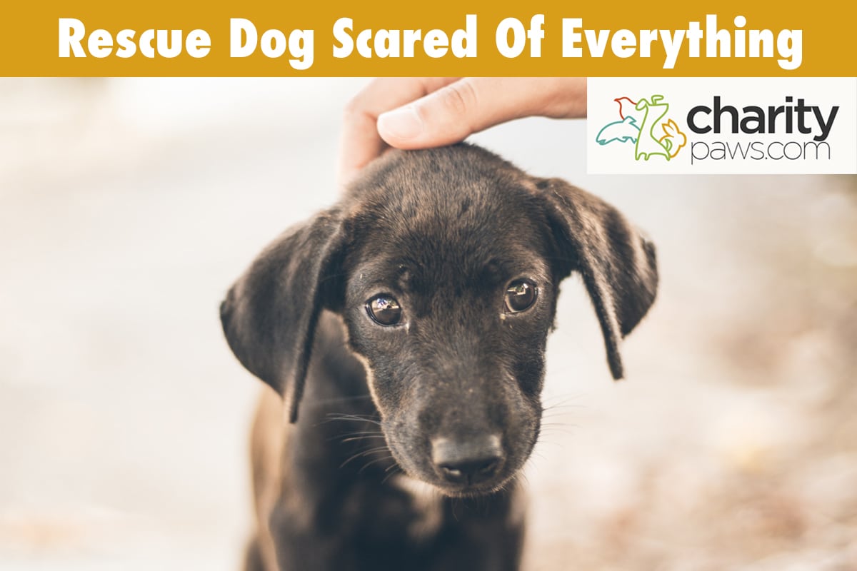 My Rescue Dog Is Scared Of Everything 10 Ways To Help