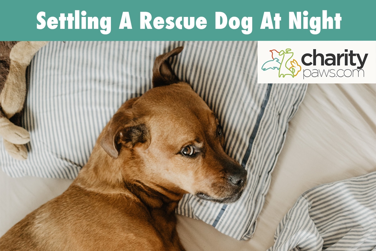 Settling A Rescue Dog At Night