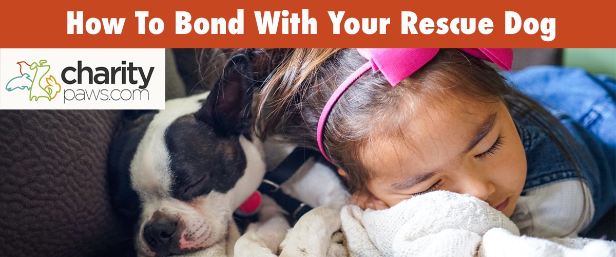 Tips On How To Bond With Your New Rescue Dog