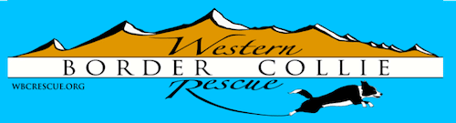 Western Border Collie Rescue In Wyoming